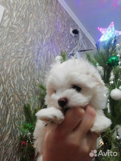 Щенки мальтезе