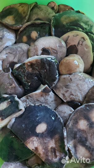 Грибная икра