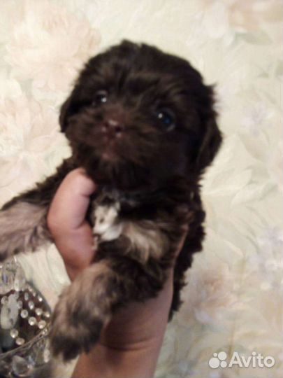 Щенки йорка