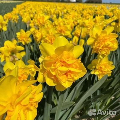 Нарцисс Хеамур