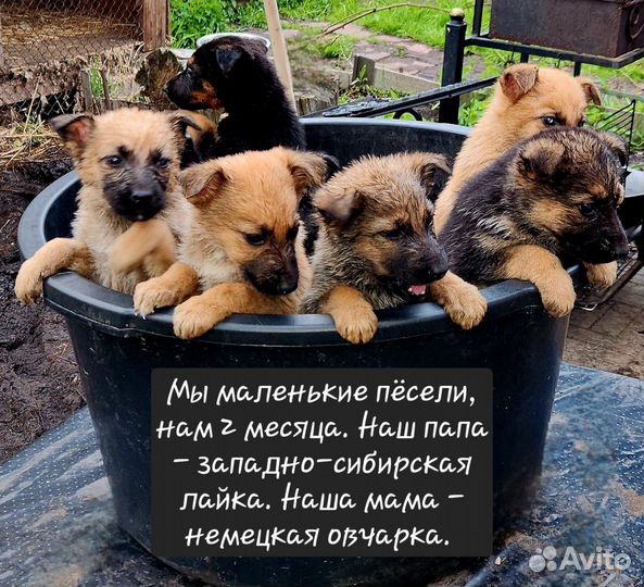 Щенки немецкой овчарки в добрые руки