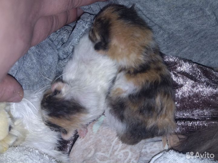 Кормящую кошку