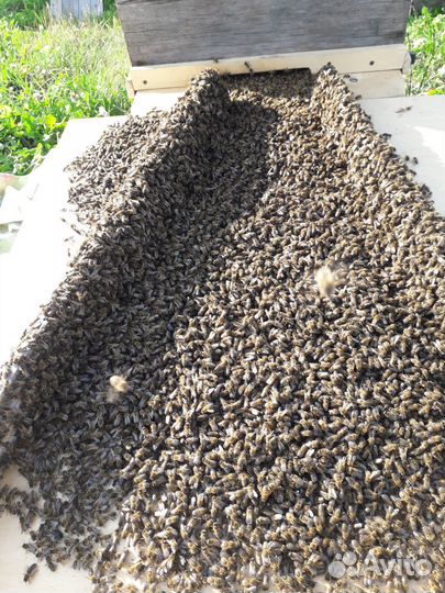 Продам пчелосемьи
