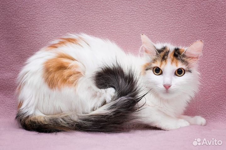 Трехцветная кошка Камилла 10 месяцев вдар