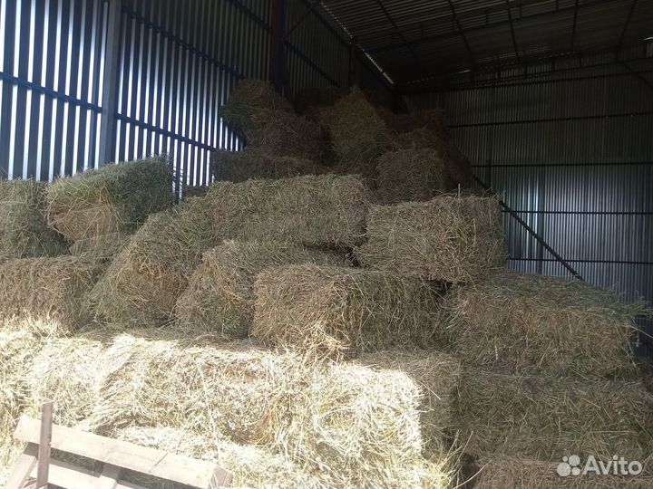 Сегодня люцерны второй укос