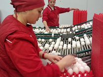 Упаковщик куриных яиц на птицефабрику Вахта