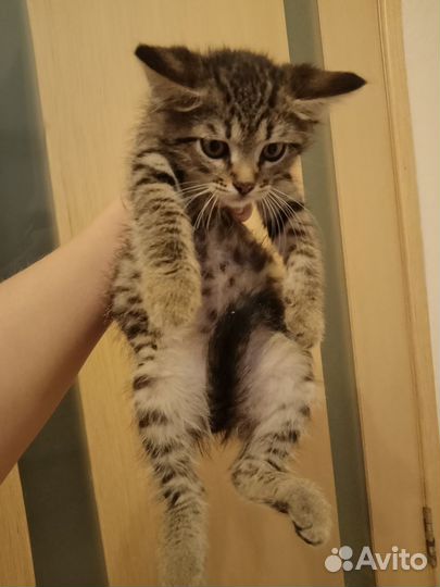 Котята