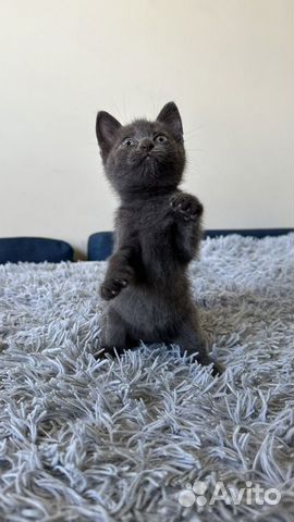 Русский голубой котенок 1 месяц объявление продам