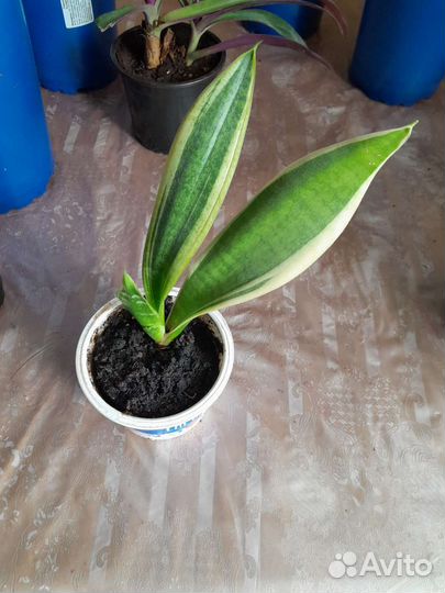 Сансевиерия