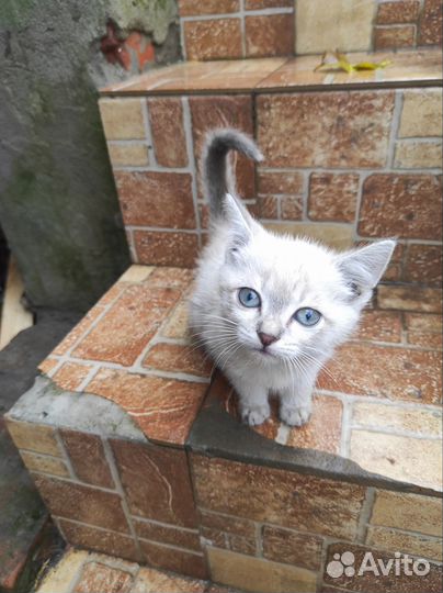 Котята