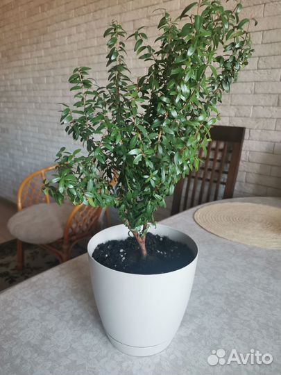 Миртовое дерево