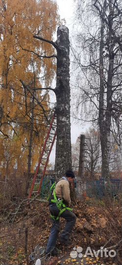 Спил, удаление, вырубка деревьев