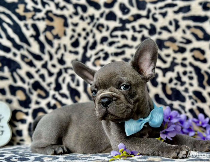 Французский бульдог щенки