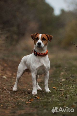 Передержка маленьких собачек,птиц,змей,черепах