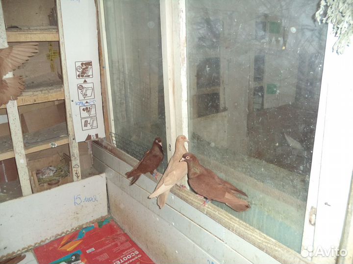 Продажа голубей