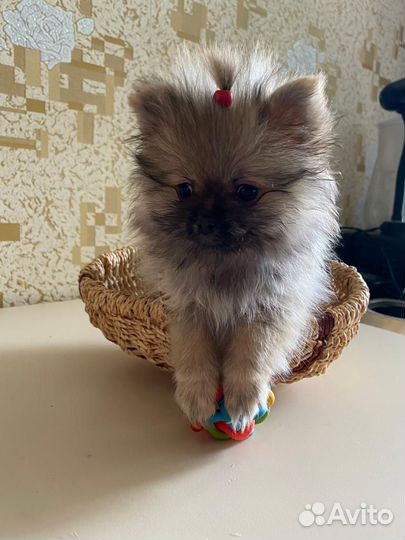 Щенята девочки