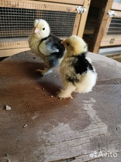 Китайские шёлковые,бентамка,мильфлер,кохинхин