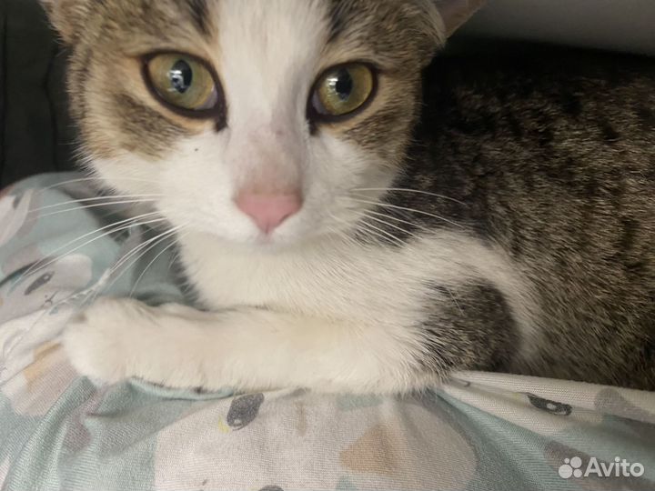 Котики бесплатно в добрые руки