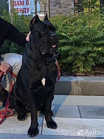 Собака Для фотосессии