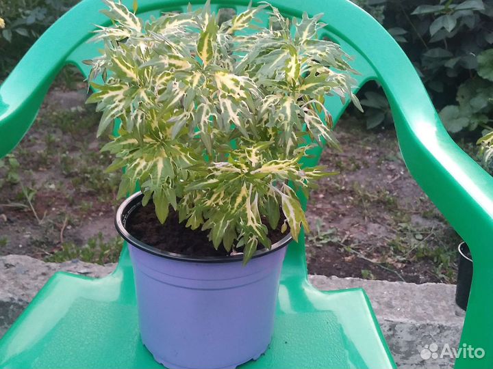 Колеус сортовой