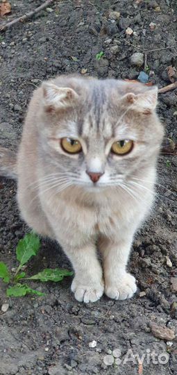 Котёнок вислоухий и обычный