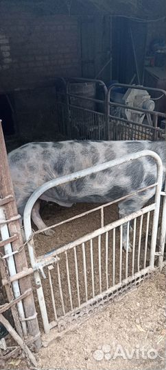 Хряк на племя