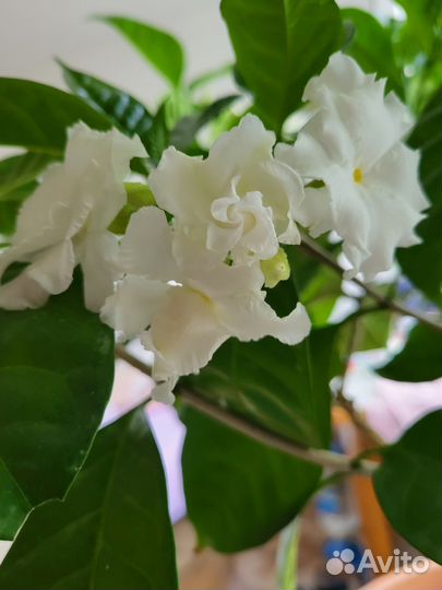 Табернемонтана