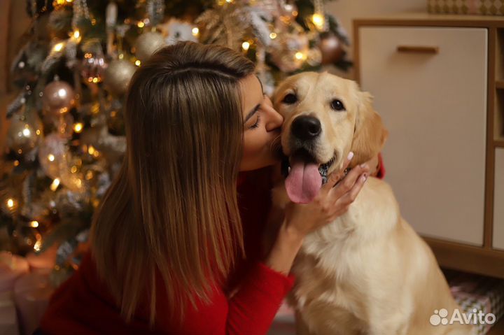 Голден ретривер на фотосессию/съемки
