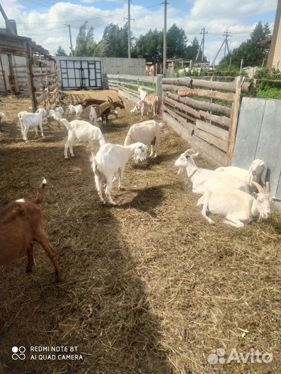 Продам коз и козлят на племя