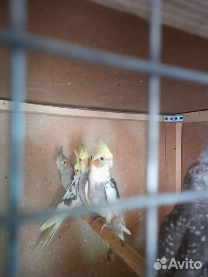 Попугаи кореллы, птенцы