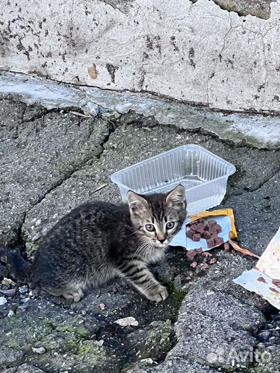Кошка с котенком