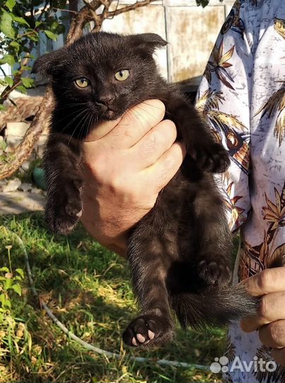 Красавчик мышелов