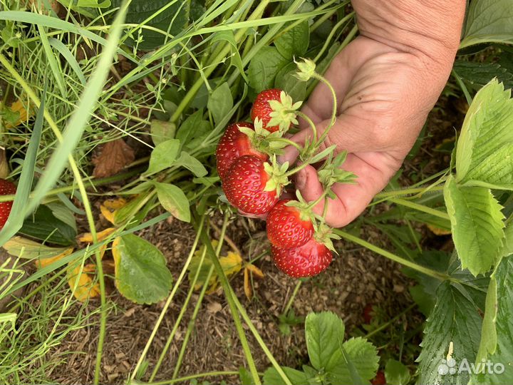 Усы клубники