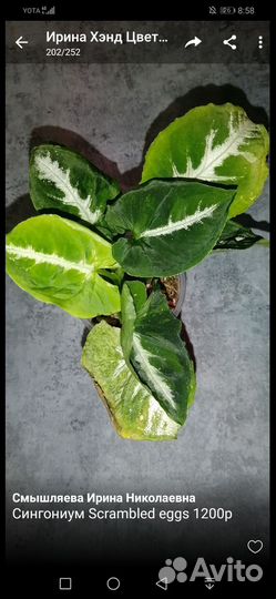 Сингониум Wendlandii Scrambled Eggs Яичница