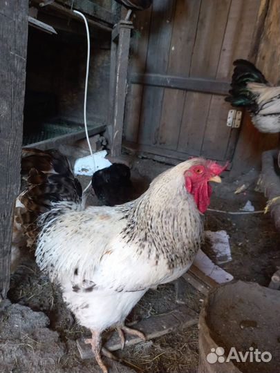 Продам петухов