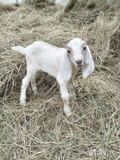 Козлята