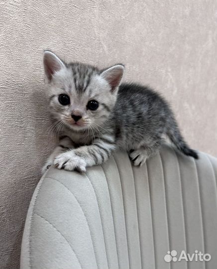 Шотландские прямоухие котята