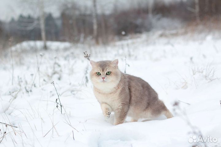 Лаймик-золотистый мальчик