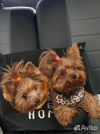 Йорки минники