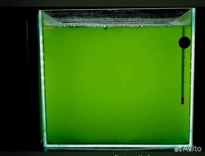 Tетраселмис