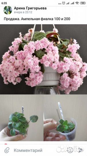 Фиалки ампельные