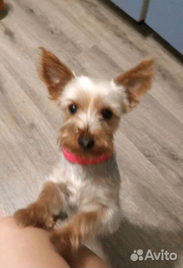 Йоркширский терьер