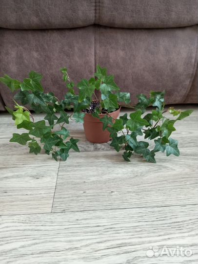 Плющ хедера