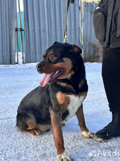 Ротвейлер в добрые руки