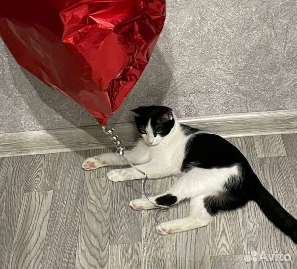 Кошечка в добрые руки