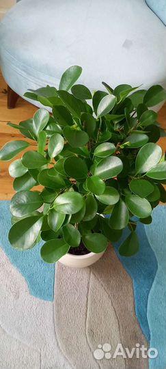 Фикус плетеный Мокламе 65 см