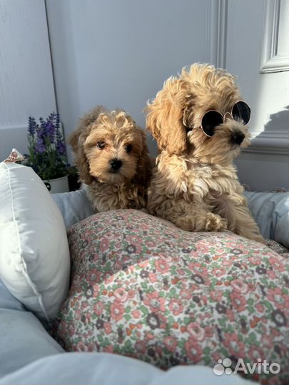 Мальтипу f1 мини щенки готовы к переезду выбор