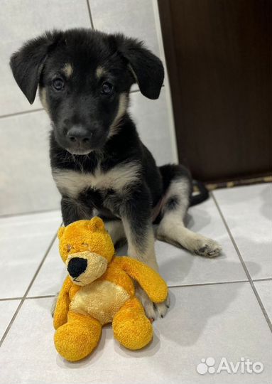 У щенков всего 5 дней