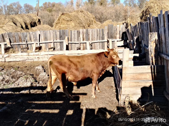 Бык на мясо