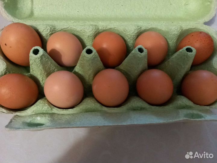 Домашние куриные яйца